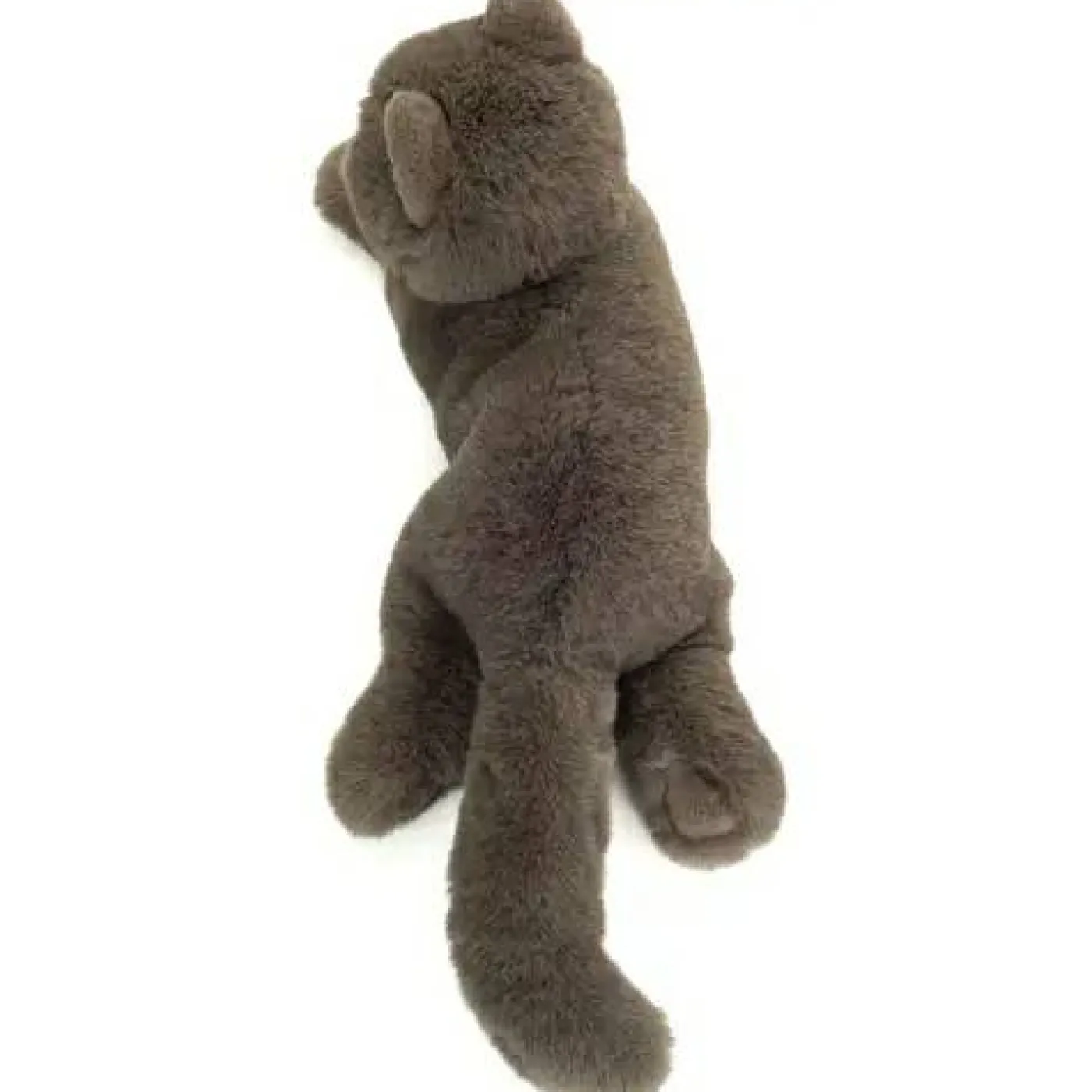Kartäuserkatze liegend 36 cm