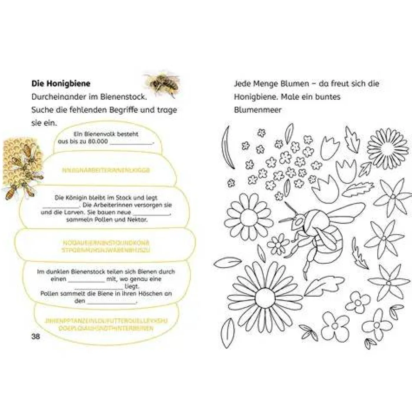 Rätsel- und Leselernbuch "Naturrätsel - Insekt & Spinne" (2. Klasse)